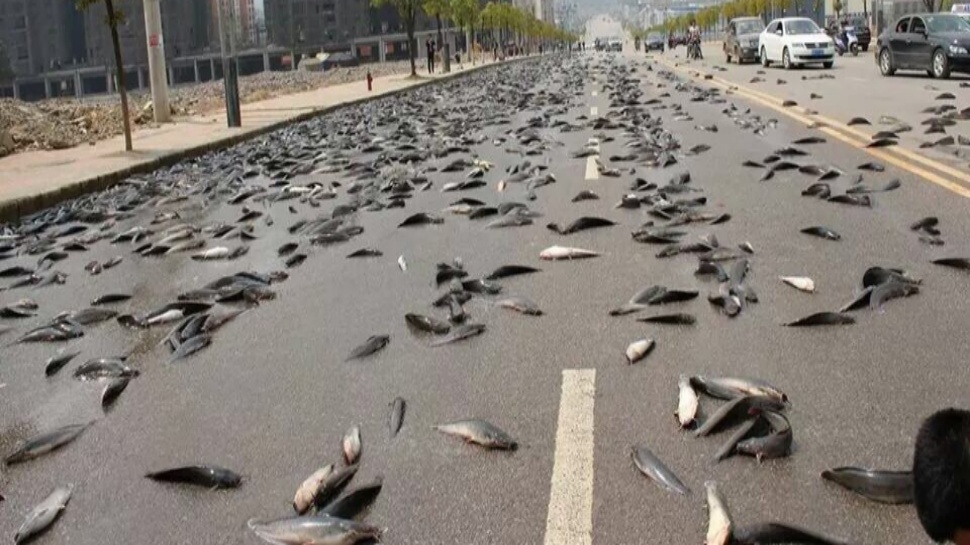 Cyclone Raining Fish fish rain video goes viral | ಇದು ಬರೀ ಮಳೆಯಲ್ಲ, ಮತ್ಸ್ಯ ಮಳೆ !ಮಳೆಯೊಂದಿಗೆ ...
