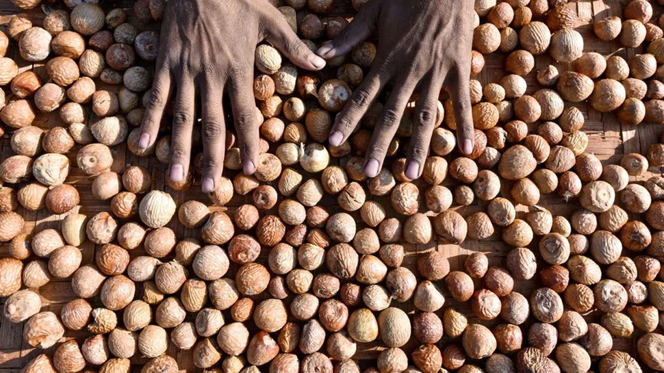 Arecanut Price in Karnataka: ರಾಜ್ಯದ ಅಡಿಕೆ ಮಾರುಕಟ್ಟೆಯ ಇಂದಿನ ಧಾರಣೆ ಹೇಗಿದೆ ನೋಡಿ Arecanut Price in Karnataka: ರಾಜ್ಯದ ಅಡಿಕೆ ಮಾರುಕಟ್ಟೆಯ ಇಂದಿನ ಧಾರಣೆ ಹೇಗಿದೆ ನೋಡಿ