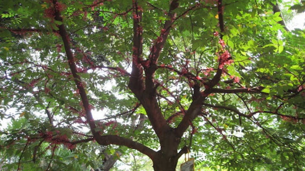 Trees Bark