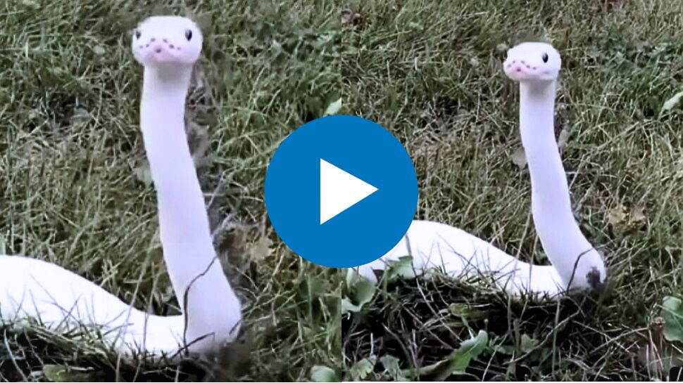 Viral video: ಎಷ್ಟು ಕ್ಯೂಟ್ ಇದೆ ನೋಡಿ ಈ ಹಾವು, ನೋಡಿದ್ರೆ ಮುದ್ದಾಡಬೇಕು ಅನಿಸುತ್ತೆ! ವಿಡಿಯೋ ನೋಡಿ ಪ್ರೀತಿಯಲ್ಲಿ ಬೀಳ್ತಿರ Viral video: ಎಷ್ಟು ಕ್ಯೂಟ್ ಇದೆ ನೋಡಿ ಈ ಹಾವು, ನೋಡಿದ್ರೆ ಮುದ್ದಾಡಬೇಕು ಅನಿಸುತ್ತೆ! ವಿಡಿಯೋ ನೋಡಿ ಪ್ರೀತಿಯಲ್ಲಿ ಬೀಳ್ತಿರ