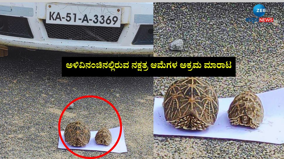 ನಕ್ಷತ್ರ ಆಮೆ ಸಾಗಾಟ ಮಾಡುತ್ತಿದ್ದವರ ಬಂಧನ: ಅಳಿವಿನಂಚಿನ ಜೀವಿಗಳ ರಕ್ಷಣೆ