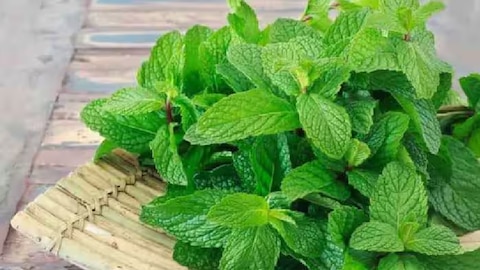 kannada folks - Health Tips of mint