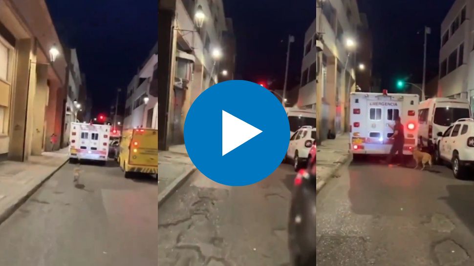 Viral video: ಮಾಲಿಕನನ್ನು ಹೊತ್ತೊಯ್ದ ಅಂಬ್ಯೂಲೆನ್ಸ್ನ ಹಿಂದೆ ಬೆಂಬಿಡದೆ ಓಡಿದ ನಾಯಿ..ಈ ವಿಡಿಯೋ ನೋಡಿ ಕಣ್ಣ ಹನಿ ಜಾರುತ್ತೆ.. Viral video: ಮಾಲಿಕನನ್ನು ಹೊತ್ತೊಯ್ದ ಅಂಬ್ಯೂಲೆನ್ಸ್ನ ಹಿಂದೆ ಬೆಂಬಿಡದೆ ಓಡಿದ ನಾಯಿ..ಈ ವಿಡಿಯೋ ನೋಡಿ ಕಣ್ಣ ಹನಿ ಜಾರುತ್ತೆ..
