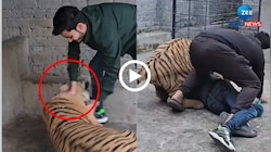 Tiger Video: ಬೆಕ್ಕಿನೊಂದಿಗೆ ಆಡುವಂತೆ "ಹುಲಿ"ಯೊಂದಿಗೆ ಯುವಕನ ಆಟ, ಸ್ವಲ್ಪ ಯಾಮಾರಿದ್ರೆ...! ವಾಚ್ ವಿಡಿಯೋ 