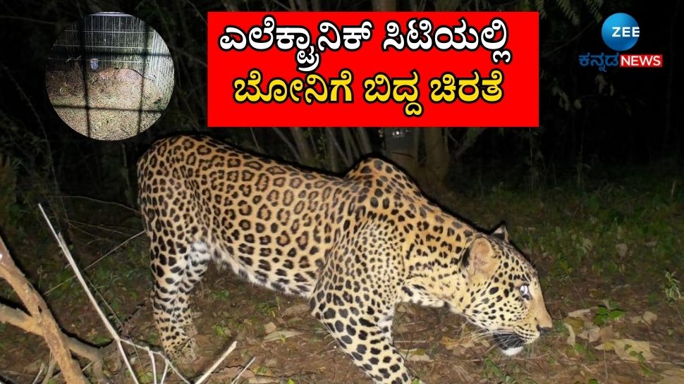 ಬೆಂಗಳೂರು ಹೊರವಲಯ ಎಲೆಕ್ಟ್ರಾನಿಕ್ ಸಿಟಿಯಲ್ಲಿ ಬೋನಿಗೆ ಬಿದ್ದ ಚಿರತೆ ಬೆಂಗಳೂರು ಹೊರವಲಯ ಎಲೆಕ್ಟ್ರಾನಿಕ್ ಸಿಟಿಯಲ್ಲಿ ಬೋನಿಗೆ ಬಿದ್ದ ಚಿರತೆ