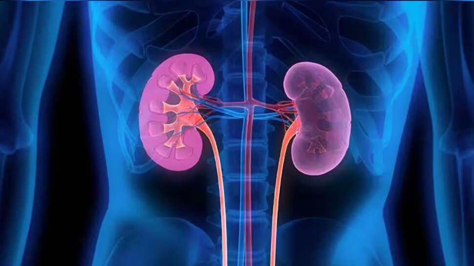 ಅಪ್ಪಿತಪ್ಪಿಯೂ ನೀವು ಈ ತಪ್ಪು ಮಾಡುತ್ತಿಲ್ಲವೇ? ಒಂದು ವೇಳೆ ಹಾಗಾಗಿದ್ದರೆ ನಿಮ್ಮ ಮೂತ್ರಪಿಂಡಕ್ಕಿದೆ ಅಪಾಯ...!