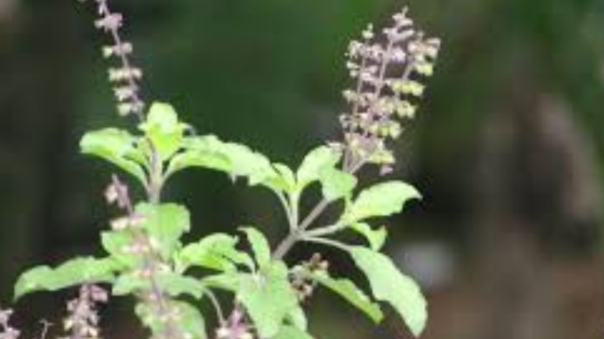 Follow these tips if the basil plant is drying up repeatedly..! Always green!! ಪದೇ ಪದೇ ತುಳಸಿ