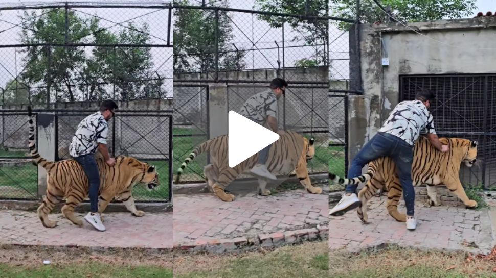 Viral video: ಏನ್ ಗುಂಡಿಗೆ ಗುರು..ಹುಲಿಯ ಮೇಲೇರಿ ಜಾಲಿ ರೈಡ್ ಹೊರಟ ಯುವಕ!ವಿಡಿಯೋ ನೋಡಿ ಹುಚ್ಚುತನಕ್ಕೆ ತಕ್ಕ ಉದಾಹರಣೆ ಅನಿಸುತ್ತೆ Viral video: ಏನ್ ಗುಂಡಿಗೆ ಗುರು..ಹುಲಿಯ ಮೇಲೇರಿ ಜಾಲಿ ರೈಡ್ ಹೊರಟ ಯುವಕ!ವಿಡಿಯೋ ನೋಡಿ ಹುಚ್ಚುತನಕ್ಕೆ ತಕ್ಕ ಉದಾಹರಣೆ ಅನಿಸುತ್ತೆ