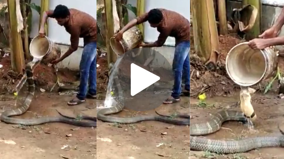 Viral video: ದಾಹದಿಂದ ಬಂದ ಕಾಳಿಂಗ ಸರ್ಪಕ್ಕೆ ನೀರುಣಿಸಿದ ಭೂಪ..! ಮನುಷ್ಯನ ಸಹಾಯ ಮೆಚ್ಚಿ ದೈತ್ಯ ಸರ್ಪ ಮಾಡಿದ್ದೇನು ಗೊತ್ತಾ..? ವಿಡಿಯೋ ನೋಡಿ