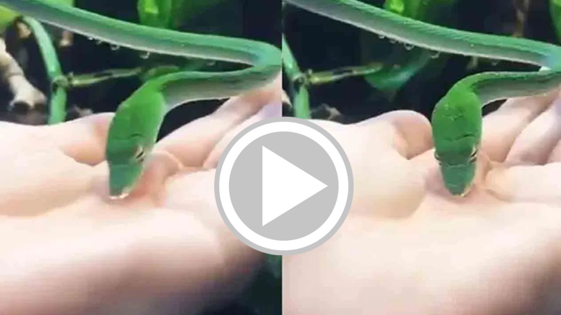 Viral video: ಬಾಯಾರಿದ ಹಾವಿಗೆ ಕೈಯಿಂದ ನೀರು ಕುಡಿಸಿದ ವ್ಯಕ್ತಿ! ಆದ್ರೆ ಮುಂದೆ ಆಗಿದ್ದೇನು ಅಂತಾ ಊಹಿಸಿಕೊಳ್ಳೋಕು ಕಷ್ಟ!! ವಿಡಿಯೋ ವೈರಲ್ 