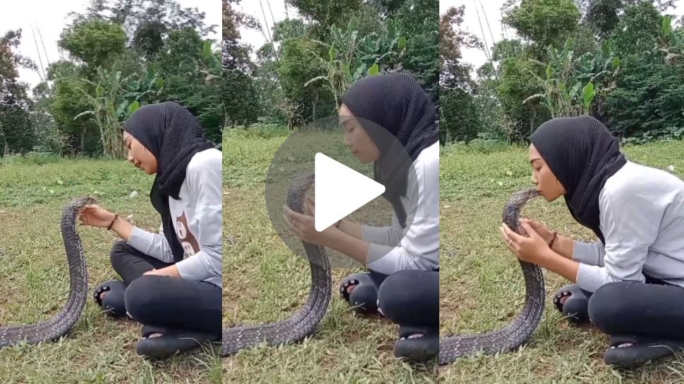 Viral video: ಹುಡುಗಿಯ ಅಂದಕ್ಕೆ ಮನಸೋತು ಕುಂತ ದೈತ್ಯ ಸರ್ಪ.. ಕಾಳಿಂಗ ಸರ್ಪಕ್ಕೆ ಮುತ್ತು ಕೊಟ್ಟು ಮುದ್ದಿಸಿದ ಯುವತಿ!ನಂತರ ಆಗಿದ್ದೇನು..?