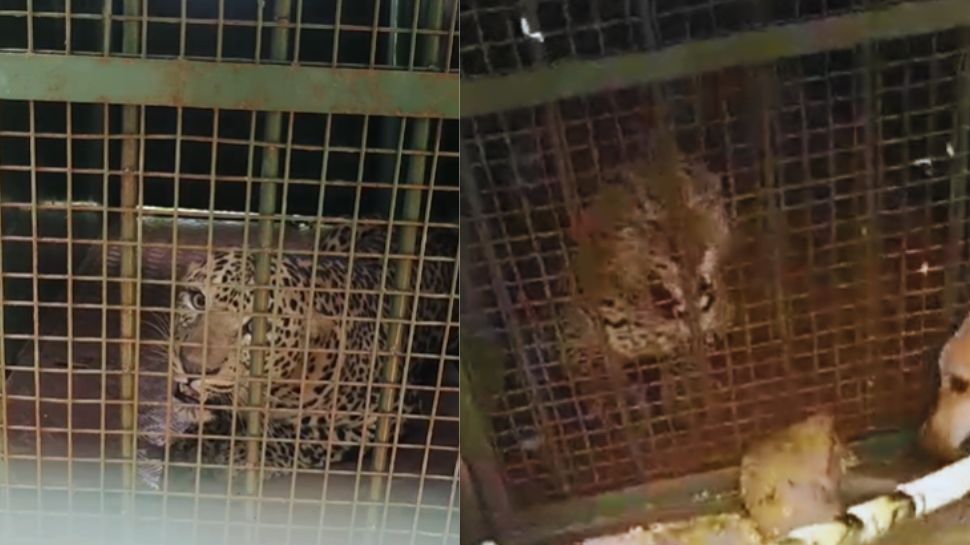 ಬೋನಿಗೆ ಬಿದ್ದ ಚಿರತೆ: ಎರಡು ತಿಂಗಳ‌ ಬಳಿಕ ನಿಟ್ಟುಸಿರು ಬಿಟ್ಟ ಗ್ರಾಮಸ್ಥರು...