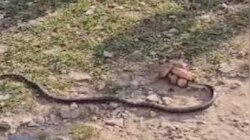 Viral Video: ಎರಡು ತಲೆಯ ಹಾವು ಮತ್ತು ನಾಗರಹಾವಿನ ನಡುವಿನ ಕಾಳಗದಲ್ಲಿ ಕಾದಿತ್ತು ಅಚ್ಚರಿ...! ಅಲ್ಲಿ ನಡೆದ ಕಾದಾಟದಲ್ಲಿ ಮುಂದಾಗಿದ್ದೇನು? 