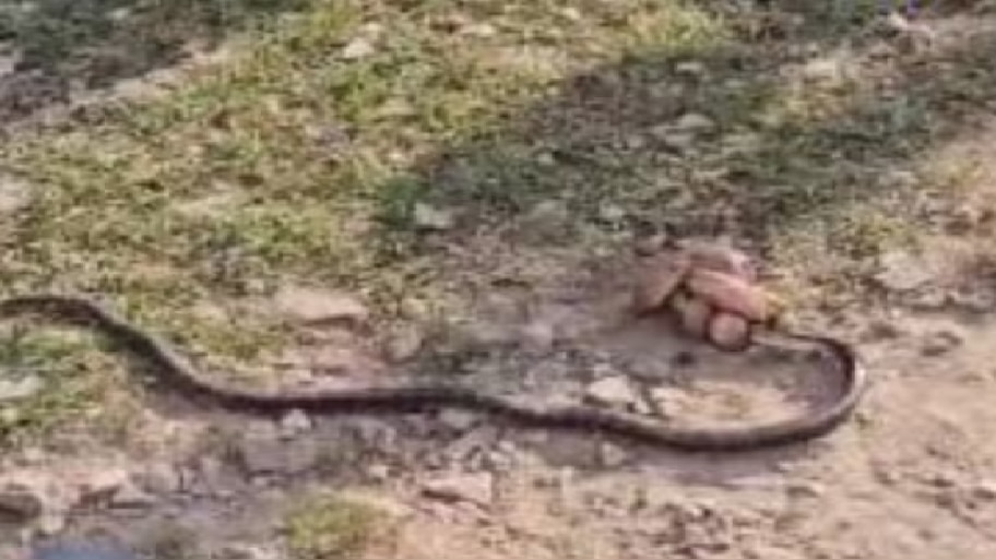 Viral Video: ಎರಡು ತಲೆಯ ಹಾವು ಮತ್ತು ನಾಗರಹಾವಿನ ನಡುವಿನ ಕಾಳಗದಲ್ಲಿ ಕಾದಿತ್ತು ಅಚ್ಚರಿ...! ಅಲ್ಲಿ ನಡೆದ ಕಾದಾಟದಲ್ಲಿ ಮುಂದಾಗಿದ್ದೇನು? 