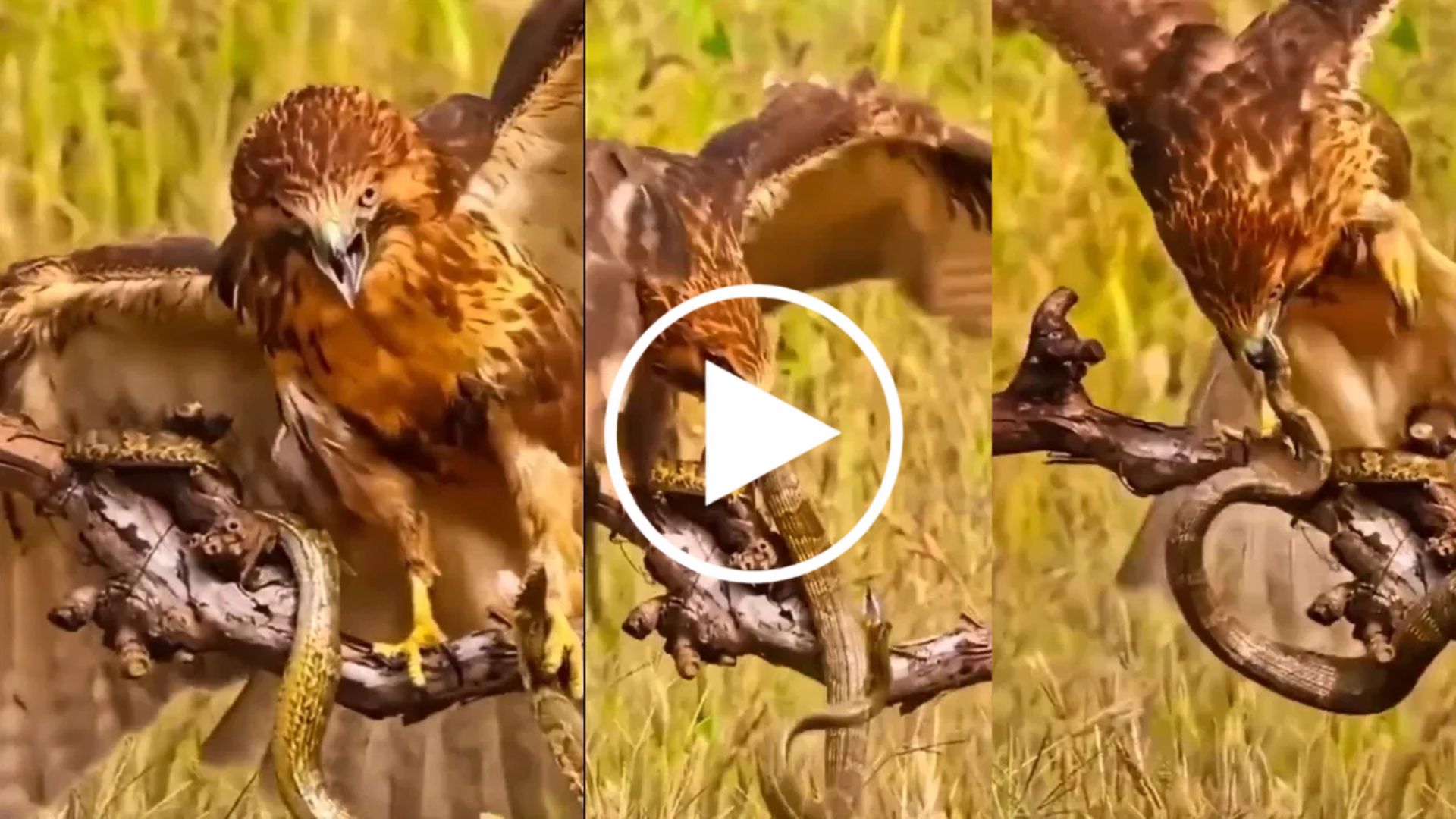  Viral Video: ಹದ್ದು ಹಾವನ್ನು ಬೇಟೆಯಾಡುವುದನ್ನು ಎಂದಾದರೂ ಕಂಡಿದ್ದೀರಾ? ಮೈ ಜುಮ್ಮೆನಿಸುವ ರಿಯಲ್‌ ವಿಡಿಯೋ ಒಮ್ಮೆ ನೋಡಿ