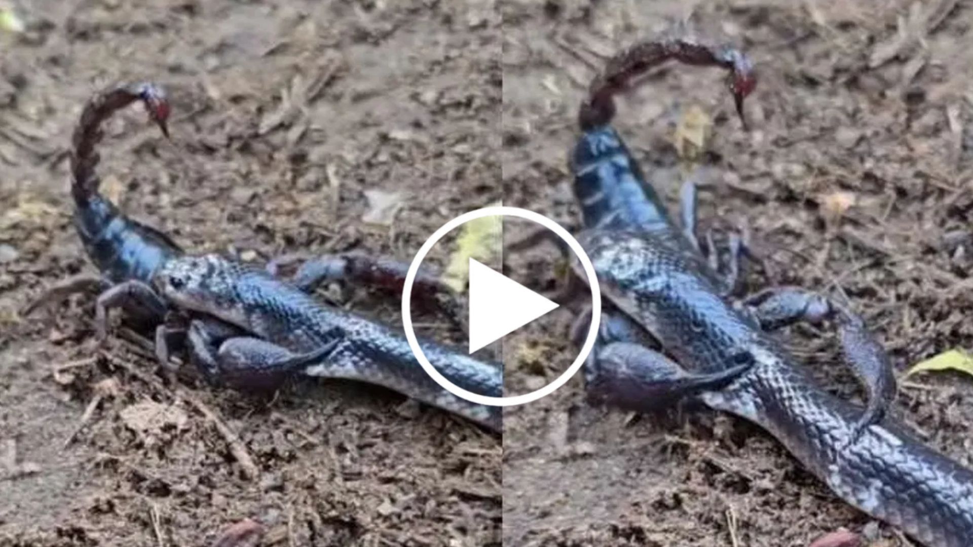 Viral Video: ನುಂಗಲು ಯತ್ನಿಸಿದ ಹಾವನ್ನು ಕತ್ತರಿಸಿ ತುಂಡು ಮಾಡಿದ ಚೇಳು! ವಿಡಿಯೋ ನೋಡಿದ್ರೆ ಬೆಚ್ಚಿಬೀಳ್ತಿರಾ!! Viral Video: ನುಂಗಲು ಯತ್ನಿಸಿದ ಹಾವನ್ನು ಕತ್ತರಿಸಿ ತುಂಡು ಮಾಡಿದ ಚೇಳು! ವಿಡಿಯೋ ನೋಡಿದ್ರೆ ಬೆಚ್ಚಿಬೀಳ್ತಿರಾ!!