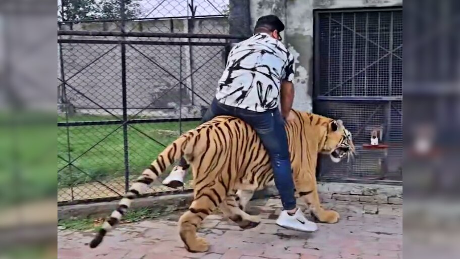 Viral video : Man rides a tiger video goes viral | ಝೂಗೆ ನುಗ್ಗಿ ಹುಲಿ ...