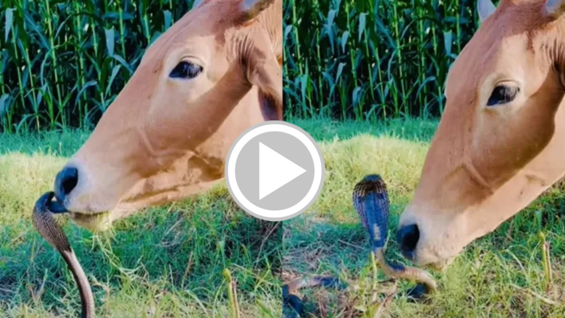 Viral video: ಸರ್ಪದೊಂದಿಗೆ ಸ್ನೇಹ ಸಾಧ್ಯವೇ?.. ಹಾದಿಯಲ್ಲಿ ಎದುರಾದ ಹಾವಿಗೆ ಮುತ್ತಿಟ್ಟ ಗೋಮಾತೆ! ಮುಂದೆನಾಯ್ತು ಅಂತ ನೀವೇ ನೋಡಿ!! ವಿಡಿಯೋ ವೈರಲ್ Viral video: ಸರ್ಪದೊಂದಿಗೆ ಸ್ನೇಹ ಸಾಧ್ಯವೇ?.. ಹಾದಿಯಲ್ಲಿ ಎದುರಾದ ಹಾವಿಗೆ ಮುತ್ತಿಟ್ಟ ಗೋಮಾತೆ! ಮುಂದೆನಾಯ್ತು ಅಂತ ನೀವೇ ನೋಡಿ!! ವಿಡಿಯೋ ವೈರಲ್