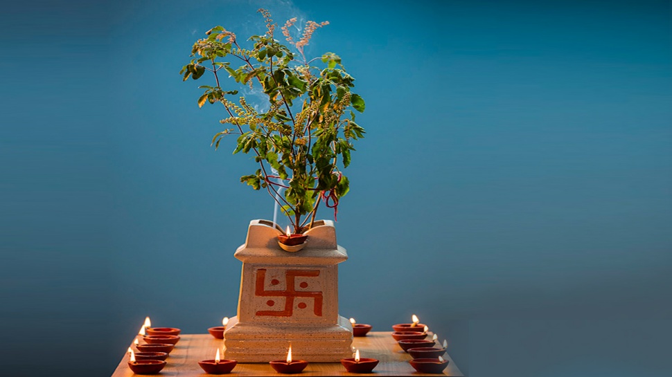 ತುಳಸಿ ಗಿಡವನ್ನು ಒಣಗುವುದರಿಂದ ತಪ್ಪಿಸಲು.. ಈ ನಿಯಮಗಳನ್ನು ಪಾಲಿಸಿ! ತುಳಸಿ ಗಿಡವನ್ನು ಒಣಗುವುದರಿಂದ ತಪ್ಪಿಸಲು.. ಈ ನಿಯಮಗಳನ್ನು ಪಾಲಿಸಿ!
