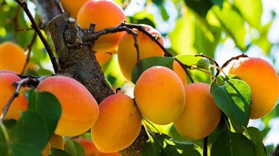 Apricots are good source of vitamins and minerals can helps to prevent