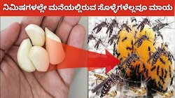 Latest Kannada News garlic spray for mosquito prevention, garlic spray ...