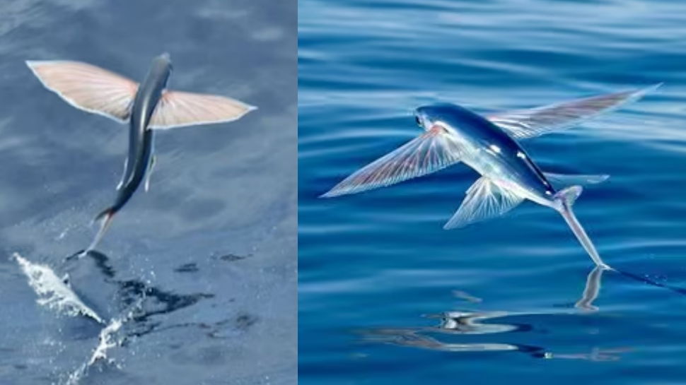 Flying Fish Video: ಹಕ್ಕಿಯಂತೆ ಗಾಳಿಯಲ್ಲಿ ಹಾರುವ ಮೀನು.. ಅಪರೂಪದ ಜಲಚರದ ವಿಡಿಯೋ ಇಲ್ಲಿದೆ ನೋಡಿ! ಇದರ ವಿಶೇಷತೆಗಳೇನು ಗೊತ್ತಾ? Flying Fish Video: ಹಕ್ಕಿಯಂತೆ ಗಾಳಿಯಲ್ಲಿ ಹಾರುವ ಮೀನು.. ಅಪರೂಪದ ಜಲಚರದ ವಿಡಿಯೋ ಇಲ್ಲಿದೆ ನೋಡಿ! ಇದರ ವಿಶೇಷತೆಗಳೇನು ಗೊತ್ತಾ?
