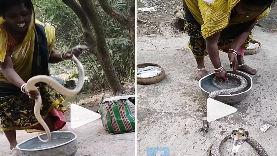 Viral Video: ಮಗುವಿನಂತೆ ನಾಗರ ಹಾವಿಗೆ ಸ್ನಾನ ಮಾಡಿಸಿದ ಮಹಿಳೆ; ವಿಡಿಯೋ ಸಿಕ್ಕಾಪಟ್ಟೆ ವೈರಲ್ Viral Video: ಮಗುವಿನಂತೆ ನಾಗರ ಹಾವಿಗೆ ಸ್ನಾನ ಮಾಡಿಸಿದ ಮಹಿಳೆ; ವಿಡಿಯೋ ಸಿಕ್ಕಾಪಟ್ಟೆ ವೈರಲ್