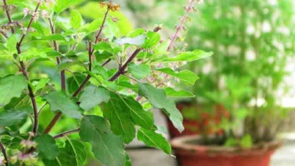  ತುಳಸಿ ಜೊತೆಗೆ ಈ ಪದಾರ್ಥವನ್ನು ಸೇವಿಸಿ, ಶೀತ ಮತ್ತು ಕೆಮ್ಮು ತಕ್ಷಣ ನಿವಾರಣೆಯಾಗುತ್ತದೆ...!