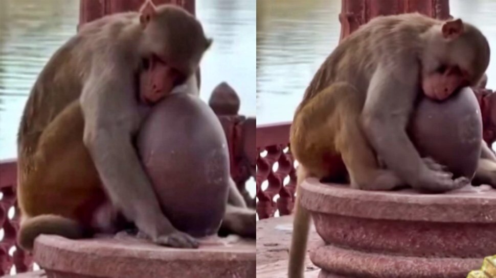 Viral Video: ಮೌನವಾಗಿ ಬಂದು ಶಿವಲಿಂಗವನ್ನು ತಬ್ಬಿಕೊಂಡ ಕೋತಿ.. ವಿಡಿಯೋ ಕಂಡು ಬೆರಗಾದ ನೆಟ್ಟಿಜನ್‌ 