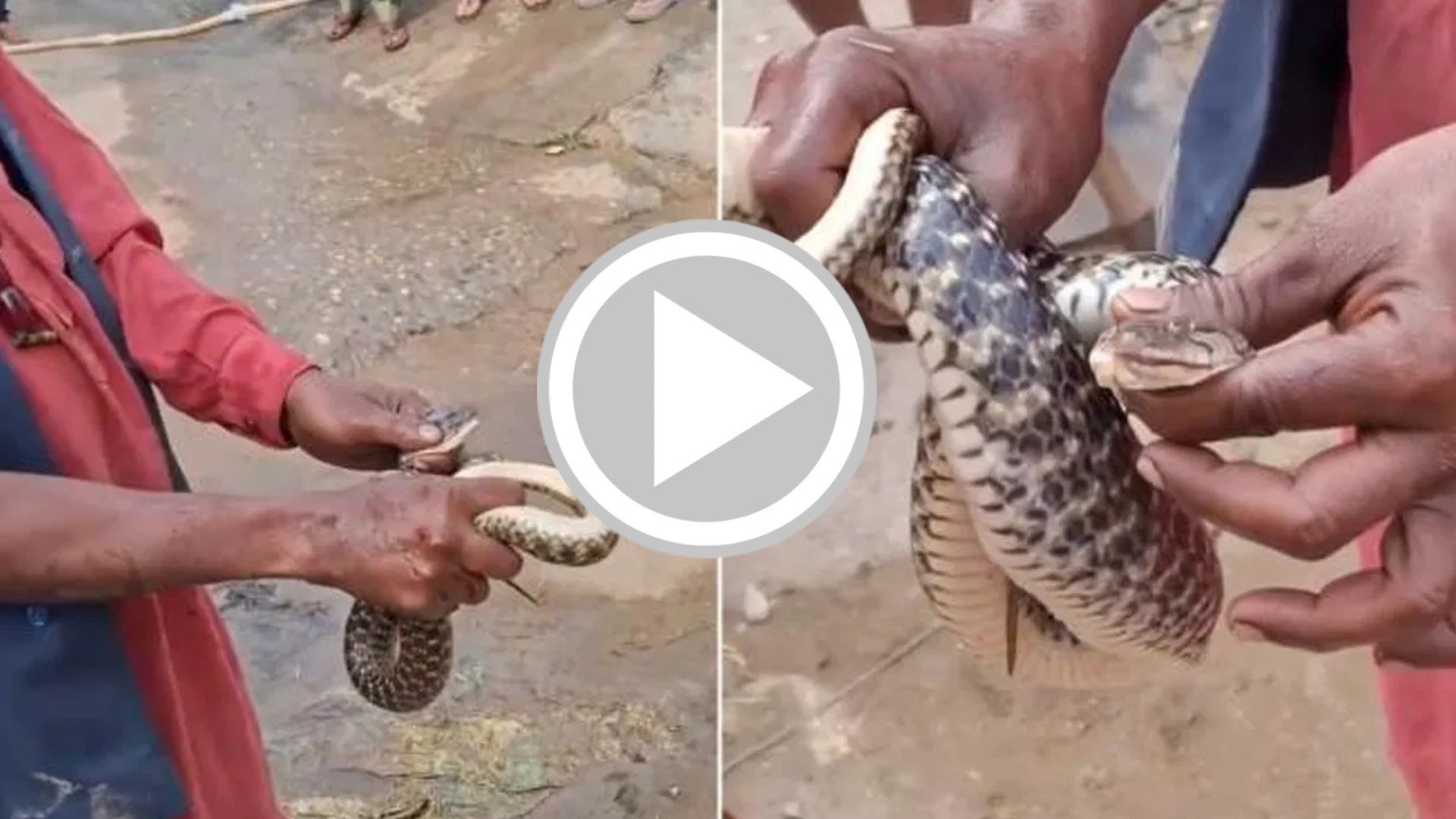 Viral Video: ಹಾವಿನ ದ್ವೇಷ ಹನ್ನೇರಡು ವರ್ಷ.. ಯುವಕನನ್ನು ಬೆನ್ನಟ್ಟಿ ಸೇಡು ತೀರಿಸಿಕೊಂಡ ಬೃಹತ್ ಸರ್ಪ! ವಿಡಿಯೋ ವೈರಲ್!! Viral Video: ಹಾವಿನ ದ್ವೇಷ ಹನ್ನೇರಡು ವರ್ಷ.. ಯುವಕನನ್ನು ಬೆನ್ನಟ್ಟಿ ಸೇಡು ತೀರಿಸಿಕೊಂಡ ಬೃಹತ್ ಸರ್ಪ! ವಿಡಿಯೋ ವೈರಲ್!!