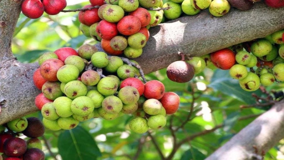 Cluster Fig Fruit helps to control blood sugar and reduces the risk of ...