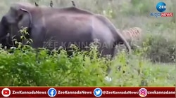 ಆನೆ ಮರಿಗೆ ಹೊಂಚು ಹಾಕಿ ಪೇರಿ ಕಿತ್ತ ಹುಲಿರಾಯ