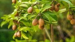 latest-kannada-news-sapota-sapota-news-in-kannada-sapota-breaking