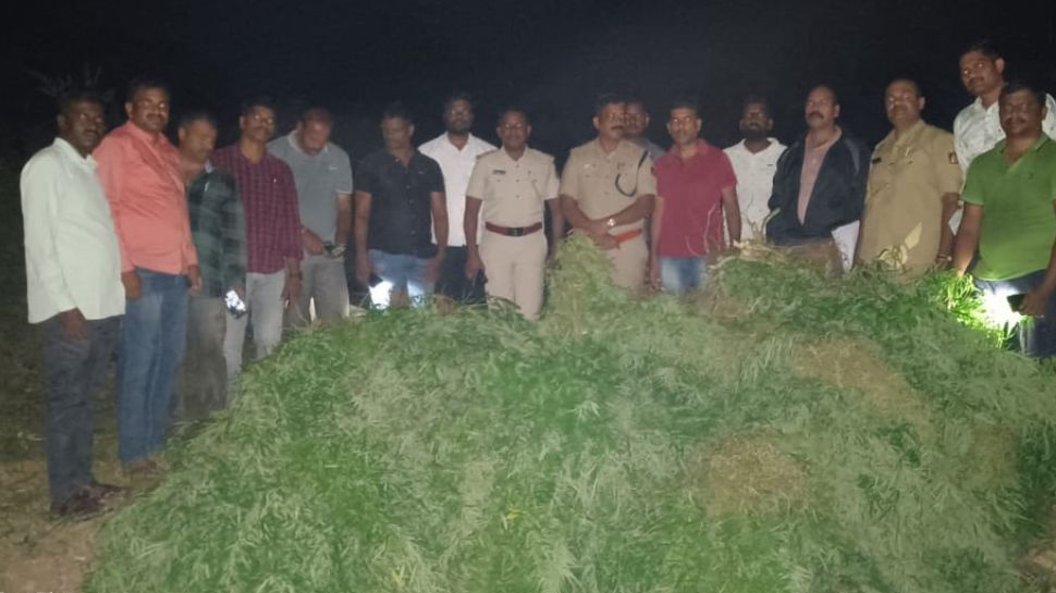 ಅರಿಶಿಣದ ನಡುವೆ 2 ಕ್ವಿಂಟಾಲ್ ಗಾಂಜಾ ಬೆಳೆದ ವೃದ್ಧನ ಬಂಧನ