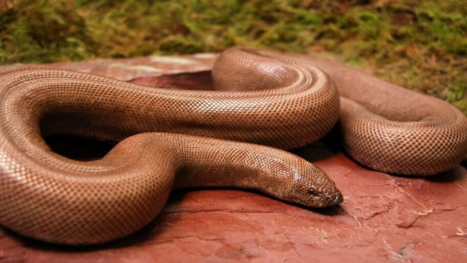 is it true that Red Sand Boa Snakes use for black magic and money | ಈ ...