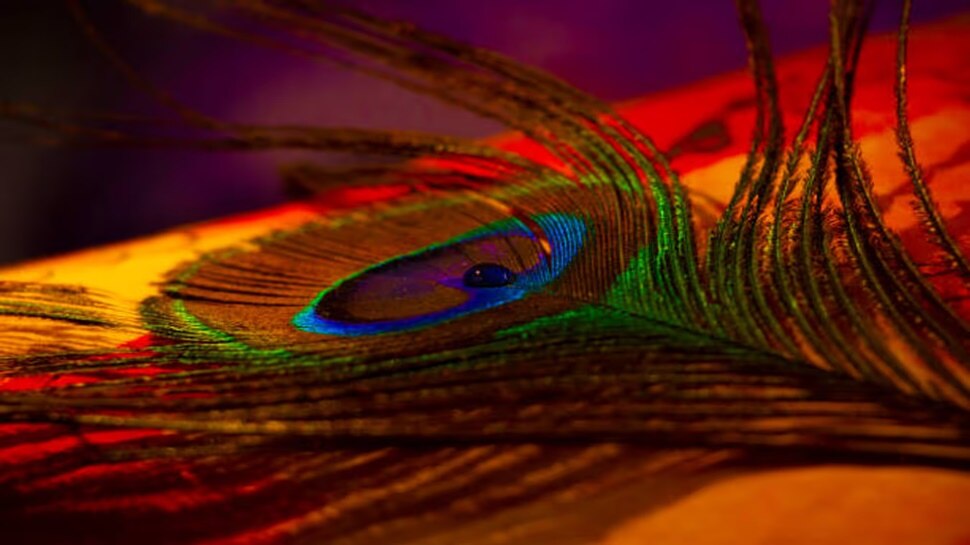 Keeping Peacock feathers at home on new year helps ypu bring luck in