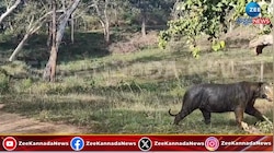 ಸಫಾರಿಗೆ ಬಂದವರಿಗೆ ಹೆಬ್ಬುಲಿ ದರ್ಶನ 