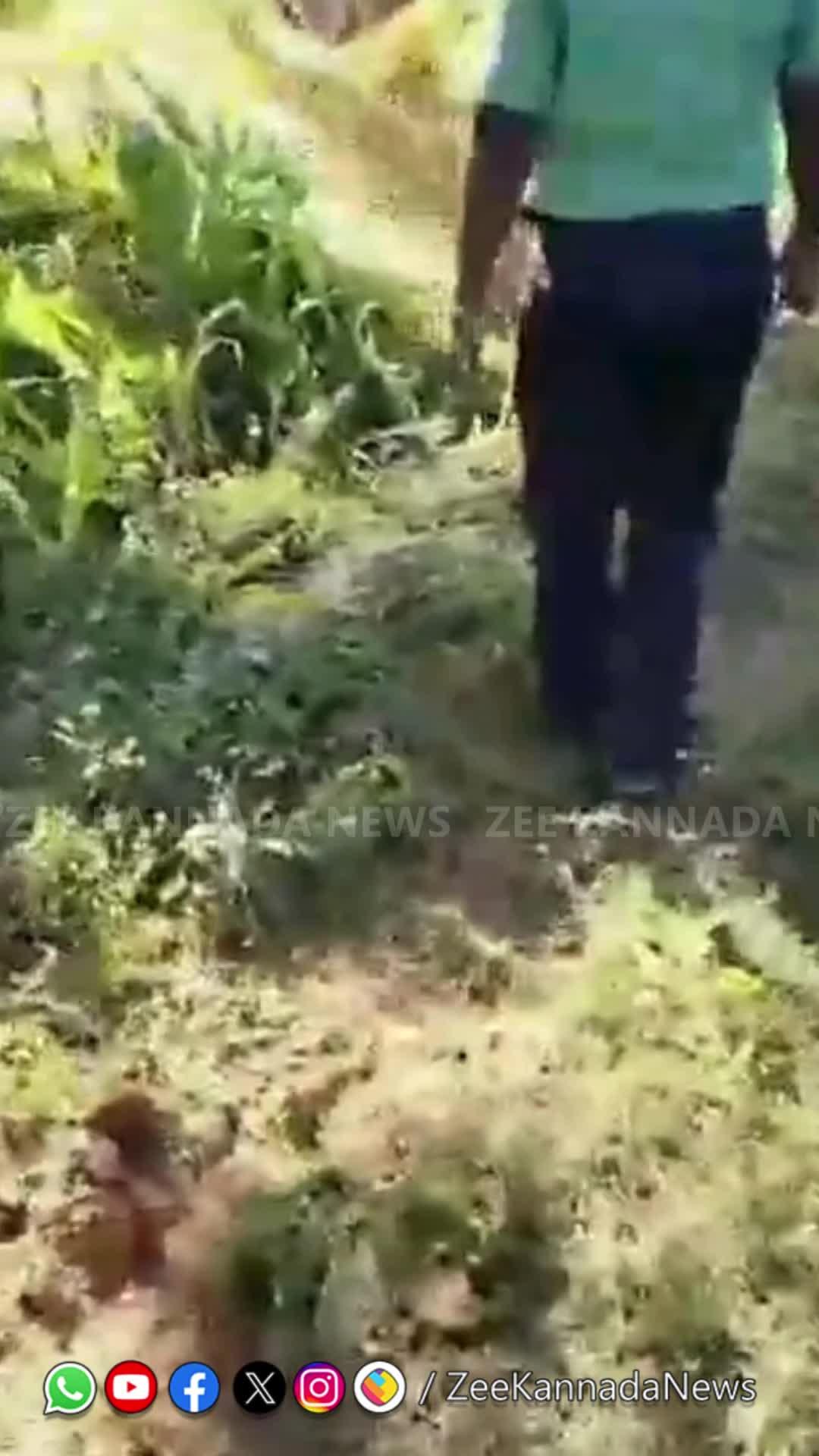 Young man catch cheetah by grabbing its tail video viral