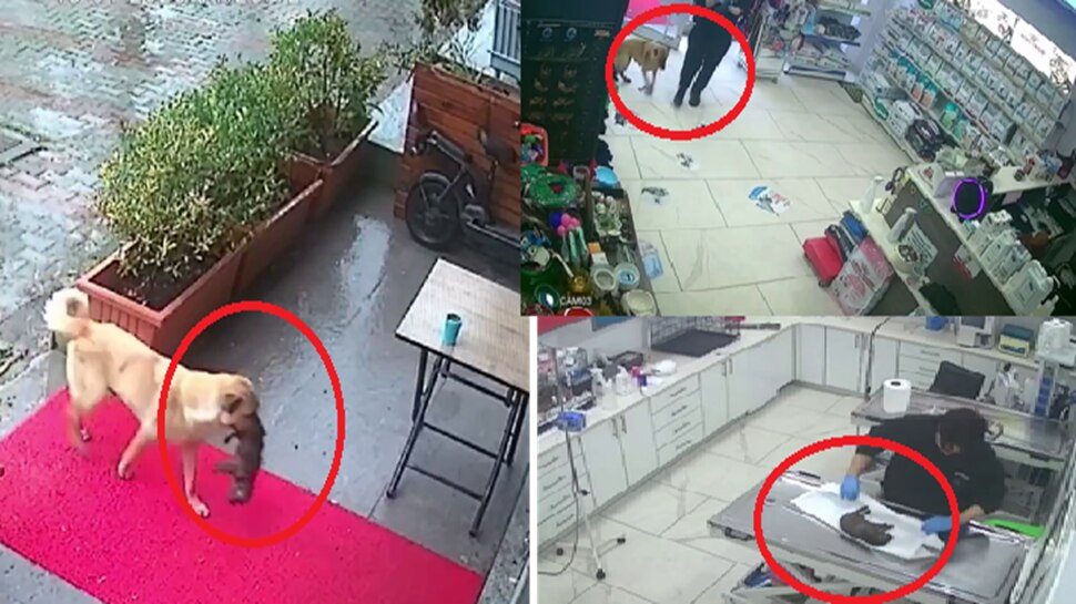 Viral Video: ತನ್ನ ಮುದ್ದುಮರಿಯನ್ನ ವೈದ್ಯರ ಹತ್ತಿರ ಕರೆತಂದ ತಾಯಿ ನಾಯಿ, ಕಣ್ಣಂಚಲ್ಲಿ ನೀರು ಬರುತ್ತೆ!! Viral Video: ತನ್ನ ಮುದ್ದುಮರಿಯನ್ನ ವೈದ್ಯರ ಹತ್ತಿರ ಕರೆತಂದ ತಾಯಿ ನಾಯಿ, ಕಣ್ಣಂಚಲ್ಲಿ ನೀರು ಬರುತ್ತೆ!!