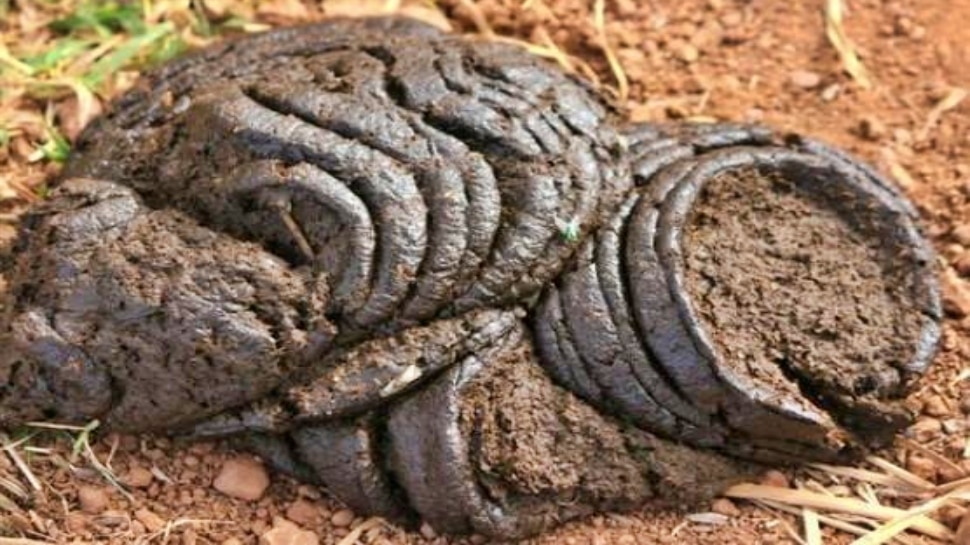 ಹಸು ಸಗಣಿಗೆ ಭಾರೀ ಬೇಡಿಕೆ..! ಒಂದು ಕೆಜಿಗೆ 30 ರಿಂದ 50 ರೂ. 