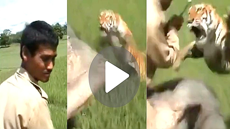Viral Video: ಹಸಿದ ಹುಲಿಯ ಹೊಟ್ಟೆಗೆ ಆಹಾರವಾಗಿ ಕಾಣಿಸಿದ್ದ ಮಾವುತ.. ವ್ಯಾಘ್ರನ ಭೇಟೆಗೆ ಬಲಿಯಾದ ಅಮಾಯಕ! Viral Video: ಹಸಿದ ಹುಲಿಯ ಹೊಟ್ಟೆಗೆ ಆಹಾರವಾಗಿ ಕಾಣಿಸಿದ್ದ ಮಾವುತ.. ವ್ಯಾಘ್ರನ ಭೇಟೆಗೆ ಬಲಿಯಾದ ಅಮಾಯಕ!