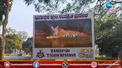 ಬಂಡೀಪುರದಲ್ಲಿ ಎಲ್ಲರ ನೆಚ್ಚಿನ ಹುಲಿರಾಯನನ್ನು ಕಂಡಿದ್ಧೀರಾ...