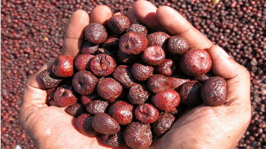 Arecanut Price in Karnataka: ರಾಜ್ಯದ ಮಾರುಟ್ಟೆಯಲ್ಲಿ ಇಂದು ಯಾವ್ಯಾವ ಅಡಿಕೆಗೆ ಎಷ್ಟು ರೇಟ್?  