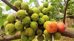  ಮಧುಮೇಹಕ್ಕೆ ಪರಮೌಷಧ ವರ್ಷಪೂರ್ತಿ ಸಿಗುವ ʼಈʼ ಹಣ್ಣು! ನೀರಲ್ಲಿ ನೆನಸಿ ತಿಂದ್ರೆ ಹಾರ್ಟ್‌ಅಟ್ಯಾಕ್‌ ಭಯವೇ ಇರಲ್ಲ.. 