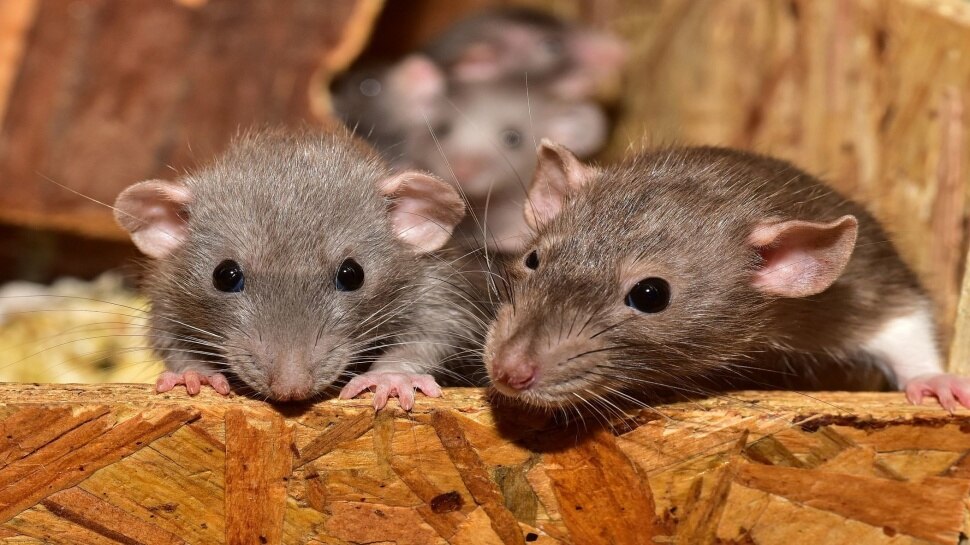 Rat Repellent: Wheat Flour acts as a Rat Repellent | ಮನೆಯಲ್ಲಿನ ಇಲಿಯ ...