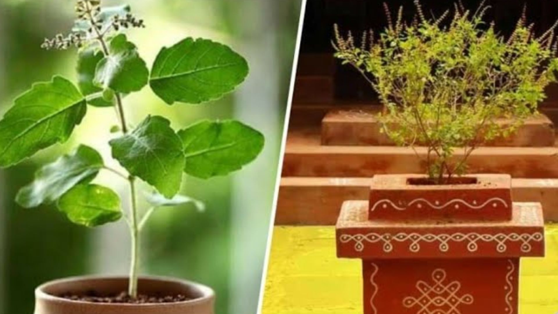 ಮನೆಯಂಗಳದಲ್ಲಿ ತುಳಸಿ ಗಿಡ ನೆಟ್ಟಿದ್ದರೇ ಅಚಾನಕ್ಕಾಗಿಯೂ ಈ ತಪ್ಪು ಮಾಡ್ಬೇಡಿ! ಬಡತನ ಕಾಡುತ್ತೆ.. ದುಡಿದ ಹಣವೆಲ್ಲ ದಿಕ್ಕಾಪಾಲಾಗಿ ಹೋಗುತ್ತೆ.. ಮನೆಯಂಗಳದಲ್ಲಿ ತುಳಸಿ ಗಿಡ ನೆಟ್ಟಿದ್ದರೇ ಅಚಾನಕ್ಕಾಗಿಯೂ ಈ ತಪ್ಪು ಮಾಡ್ಬೇಡಿ! ಬಡತನ ಕಾಡುತ್ತೆ.. ದುಡಿದ ಹಣವೆಲ್ಲ ದಿಕ್ಕಾಪಾಲಾಗಿ ಹೋಗುತ್ತೆ..