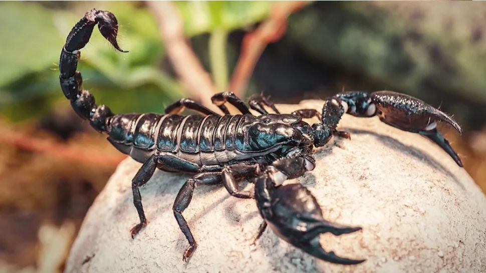 Scorpion Bite treatment at home | ಚೇಳು ಕಚ್ಚಿದ ಕೂಡಲೇ ಹೀಗೆ ಮಾಡಿದ್ರೆ ವಿಷ ಮೈಗೇರಲ್ಲ...! News in Kannada