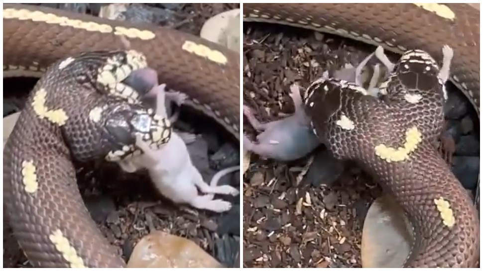 ಅಪರೂಪದ ಎರಡು ತಲೆಯ ಹಾವು.. ಎರಡೂ ತಲೆಗಳಿಂದ ಆಹಾರವನ್ನು ಬೇಟೆ ಆಡುತ್ತಿರುವ ಅಚ್ಚರಿಯ ವಿಡಿಯೋ ವೈರಲ್‌!