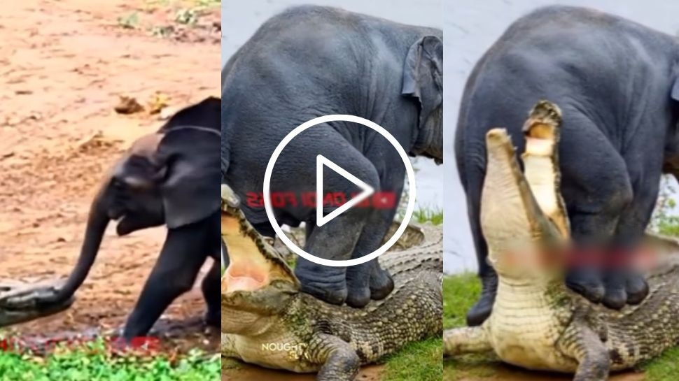 VIRAL VIDEO: ಸುಮ್ಮನಿದ್ದ ಆನೆಯನ್ನು ಕೆಣಕಿದ ಮೊಸಳೆ! ತಲೆಕೆಟ್ಟ ತಕ್ಕ ಪಾಠ ಕಲಿಸೇ ಬಿಡ್ತು