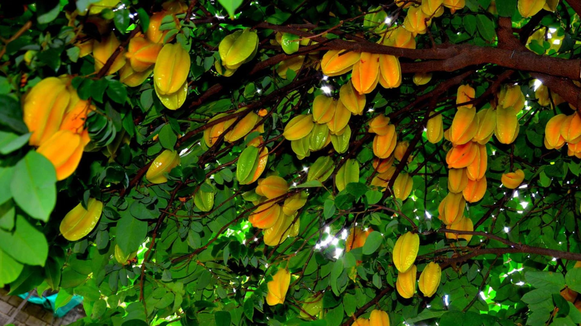 ಕಿಡ್ನಿ ಸ್ಟೋನ್‌ ಇರುವವರಿಗೆ ವಿಷವಿದ್ದಂತೆ ಈ ಹಣ್ಣು! ಅಪ್ಪಿತಪ್ಪಿ ತಿಂದರೂ ಜೀವಕ್ಕೆ ಕುತ್ತು.. 